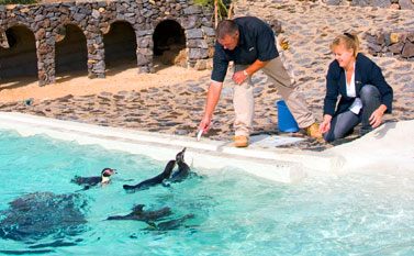 Feeding the new Humbolt penguins at Guinate Tropical Park